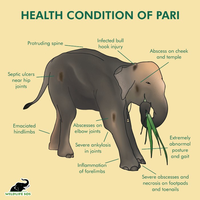 An infographic showcasing all of Pari's health problems 