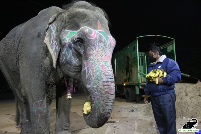 Ginger's caregiver lures her into the ambulance with the help of fruits