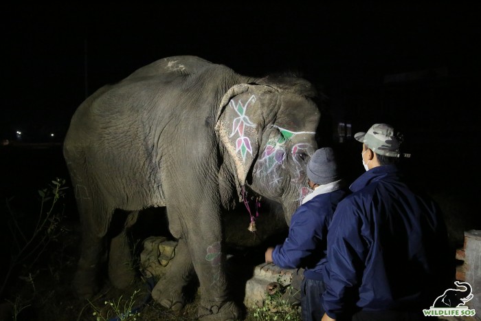 Dr. Tenzing examines Ginger on the spot with the assistance of Ginger's assigned caregiver 