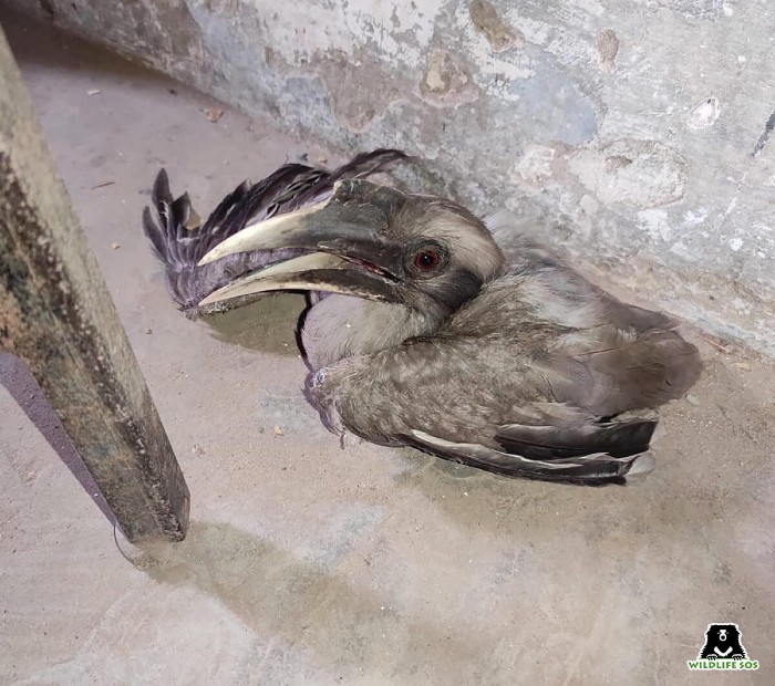 The a wing injury Indian Grey Hornbill due to manjha 