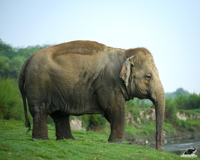 The elephants living under lifelong care require a large space to be able to go on walks and stay away from human proximity.