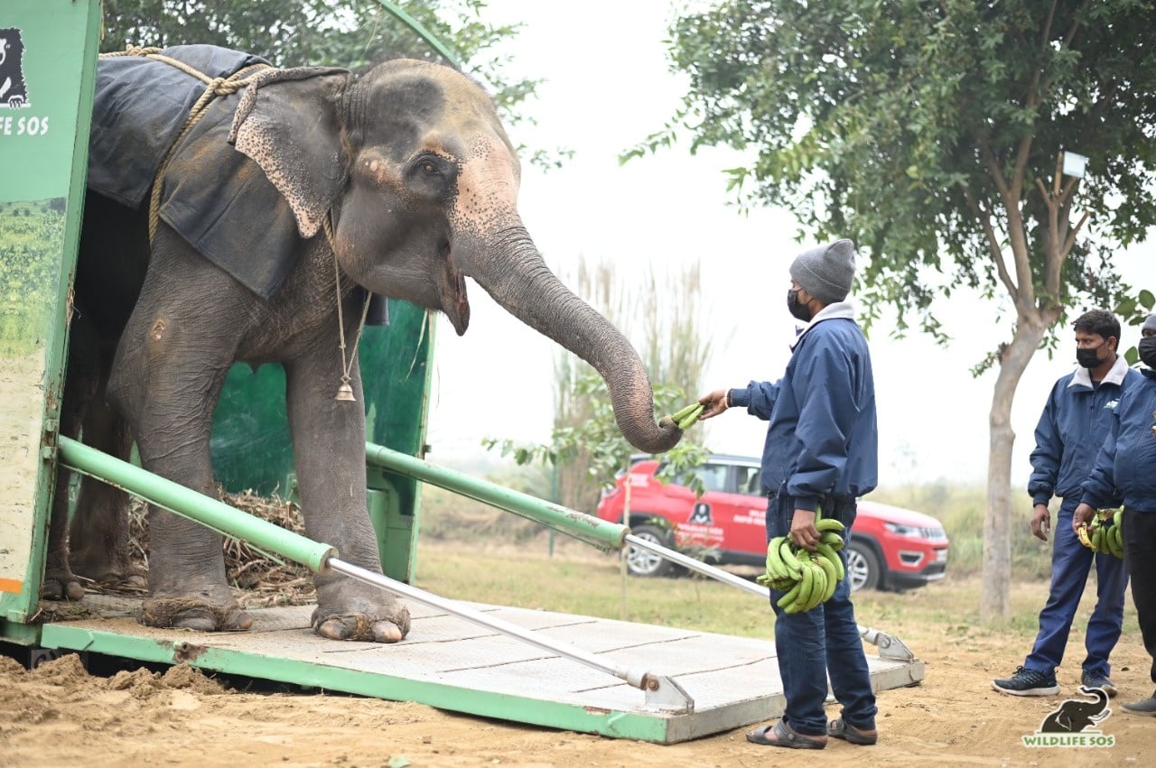 It is important to make an elephant's first steps out of the ambulance as positive as possible as it sets the tone for the start of their new life