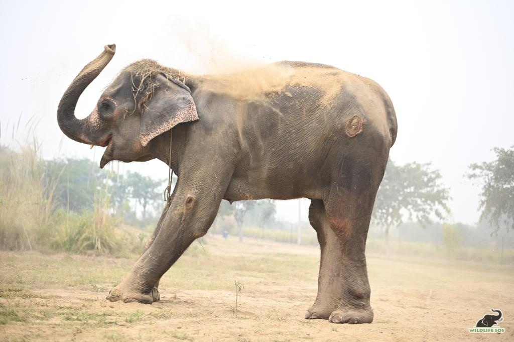 A mud bath is an essential part of being an elephant! 