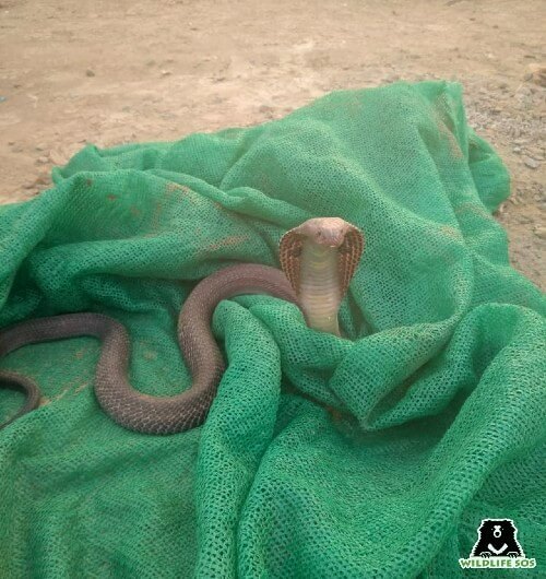 In December, a cobra was rescued from Ghazipur, Delhi