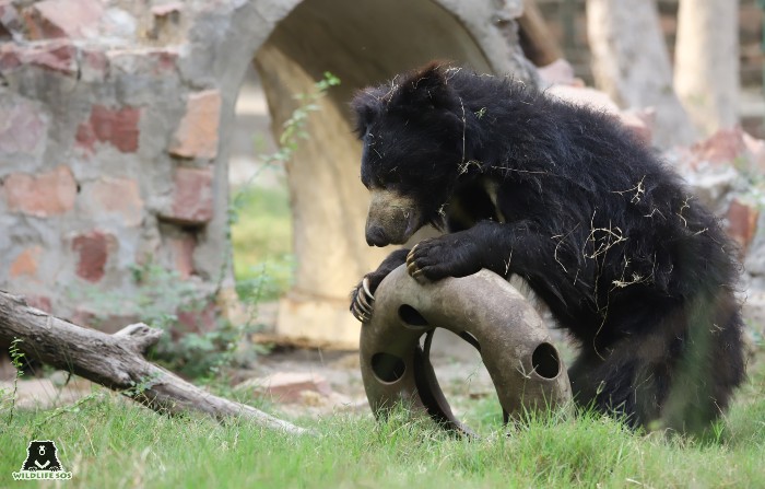 Sloth bears have shaggy, unkempt appearance, with more debris in their fur. [Photo (c) Wildlife SOS]
