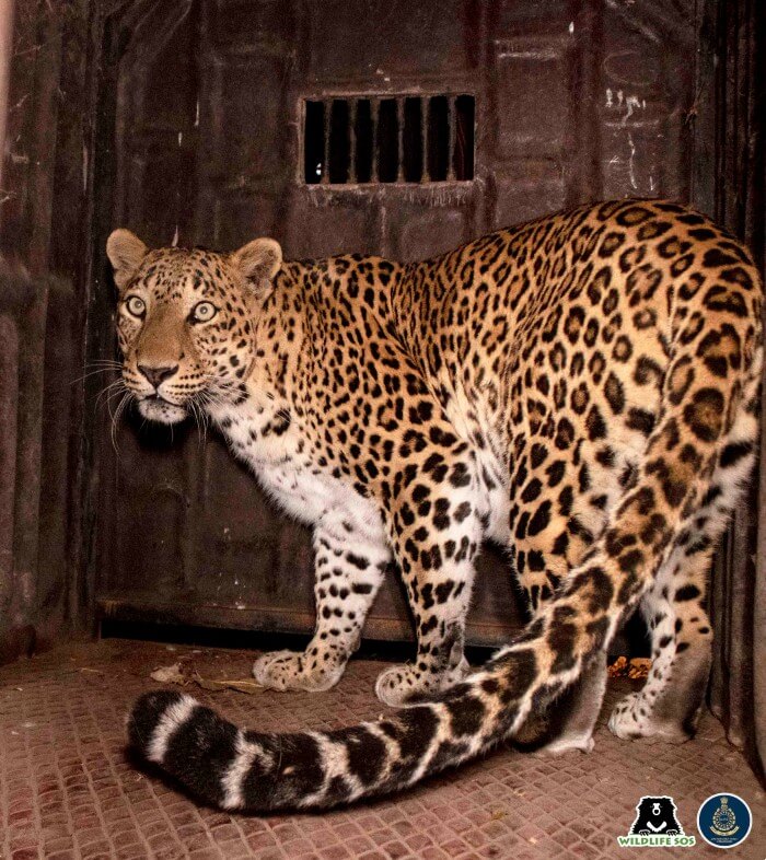 The leopard was successfully lured into the trap cage