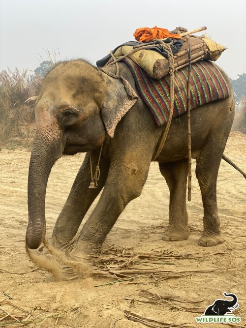 One month ago, Pari stood wearing her saddle and tools of torture on her back as a begging elephant