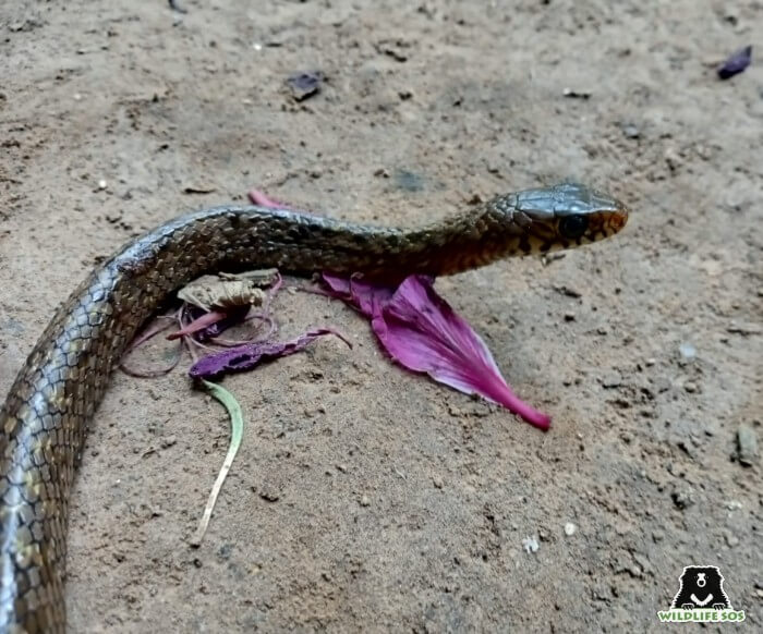 The Rat Snake was cleaned and released into the wild by the Vadodara team