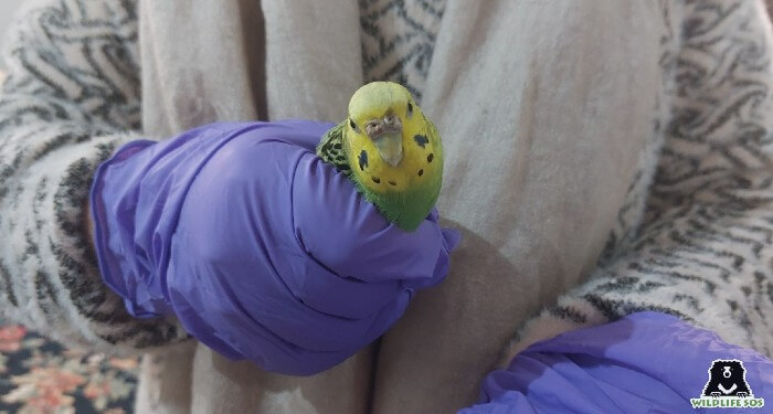 The rescued parakeet is under the care of the Jammu and Kashmir team 