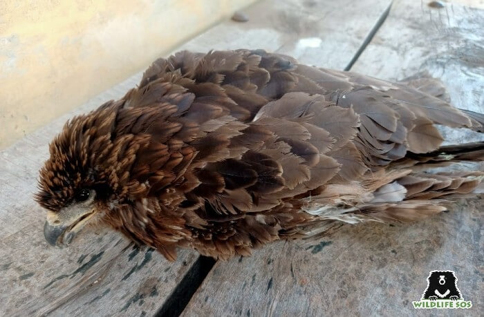 The month of December saw many rescued birds such as this Black Kite 