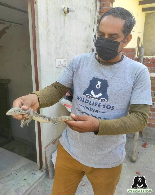 Among the various animals rescued this December, was a Monitor Lizard 