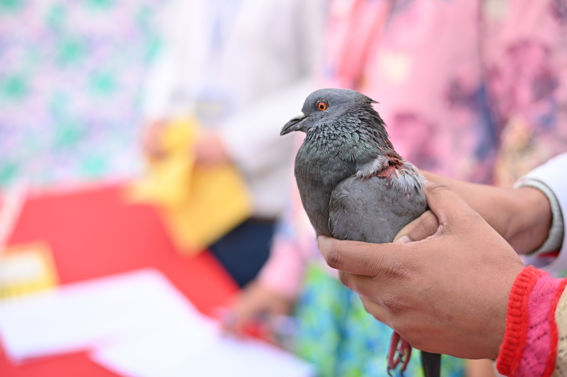 Providing Aid to Injured Birds on Makar Sankranti - Wildlife SOS