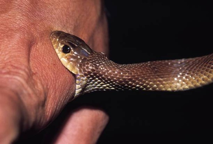 Snakes Are Not Meant For Entertainment - Wildlife SOS