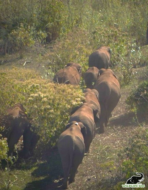 GIS was utilized during the radio-collaring of a wild elephant by Wildlife SOS at Chhattisgarh. [Photo (c) Wildlife SOS/Lenu Kannan]