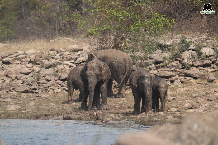 Wild elephants living in Chhattisgarh. [Photo (c) Wildlife SOS/Lenu Kannan]
