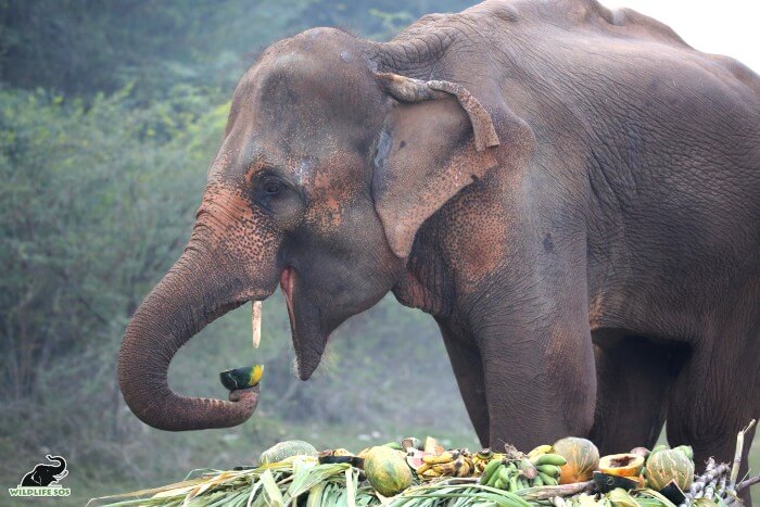 Lakshmi was given a fruit feast upon her arrival at the Wildlife SOS ELephant Hospital 