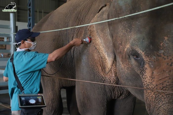 Dr. Rahul does Lakshmi's initial treatment [Photo (C) Wildlife SOS/Mradul Pathak]