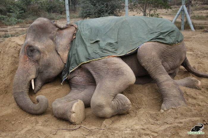 The mud-bed allows for a comfortable sleep to disabled elephants