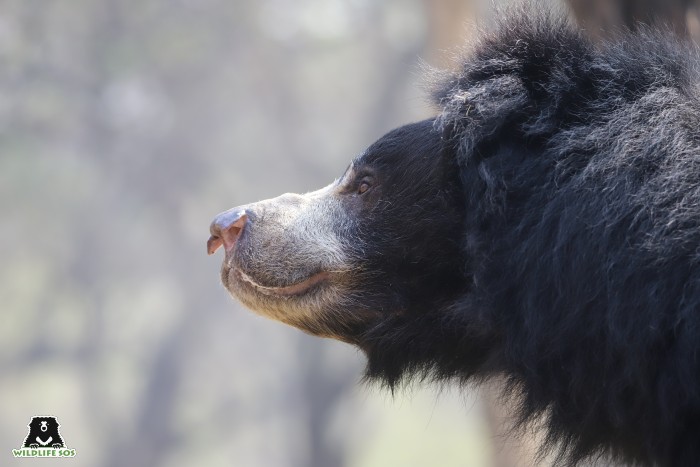 Abhay has made leaps in his recovery journey 