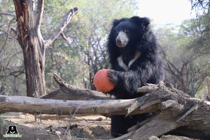 The ball enrichment attracts the attention of this curious bear 