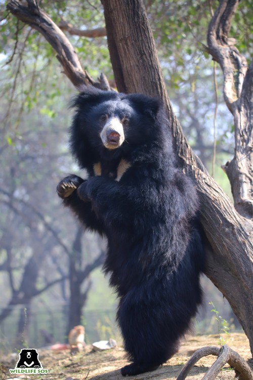 Abhay is a playful and energetic bear