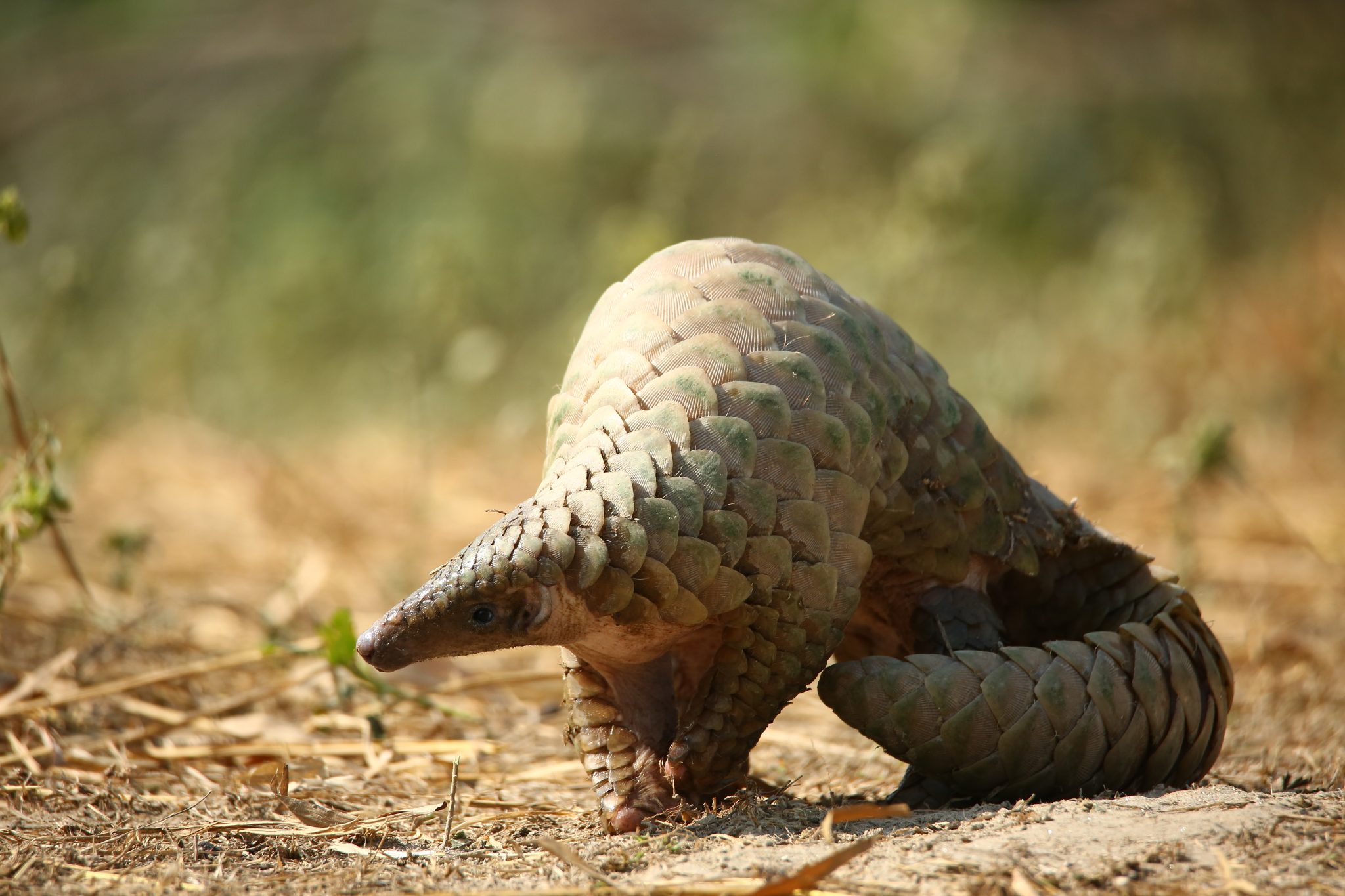 pangolin scale Archives - Wildlife SOS