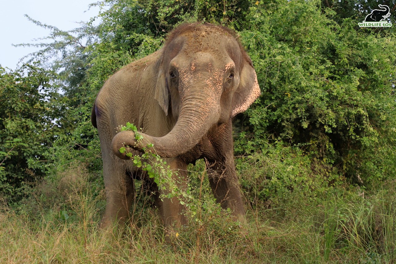 According to WPA Amendment Bill, Asiatic Elephants are now an exception to the prohibition of transfer or transport of animals 