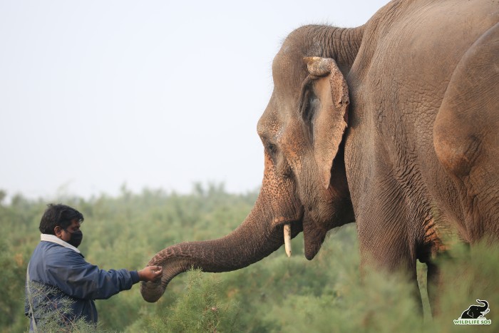 The caregiver hands chickpeas into her trunk 