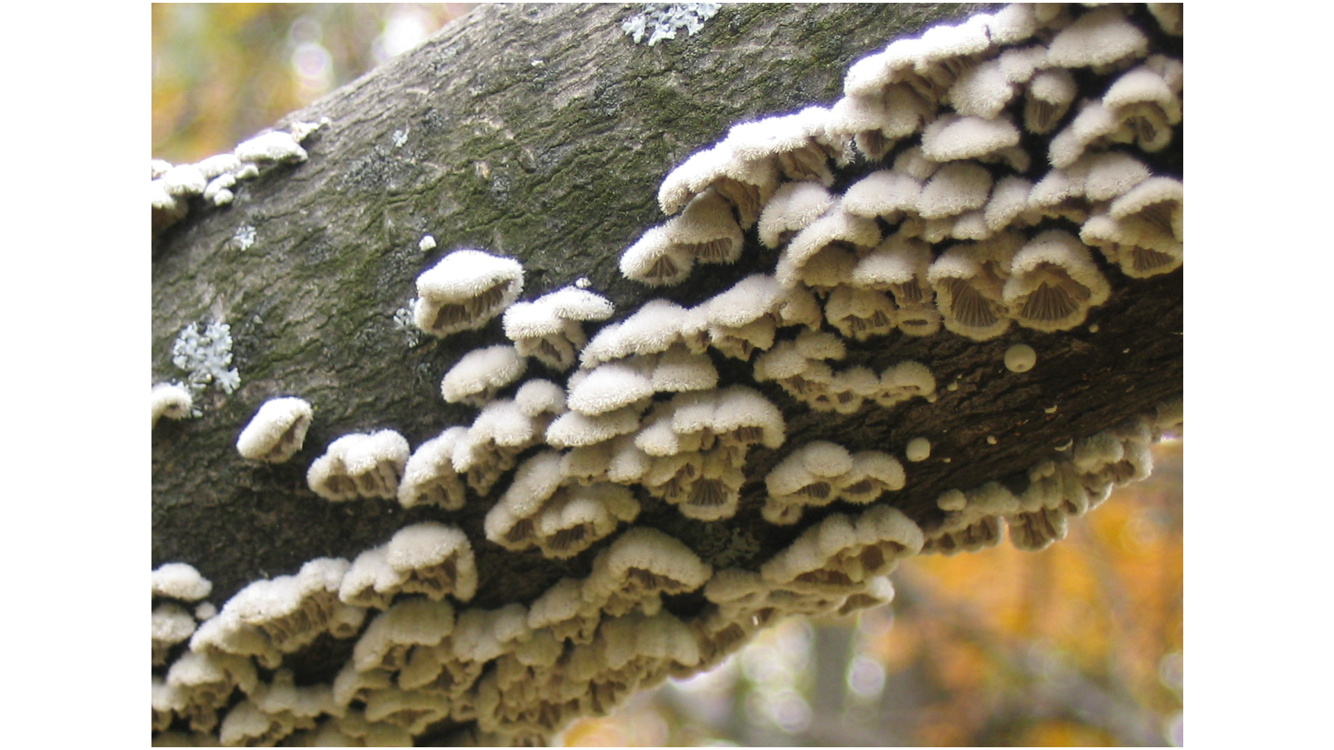 images of fungi
