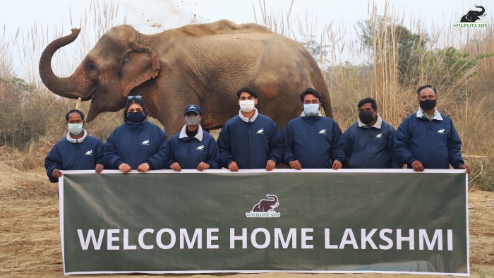 The elephant rescue team welcomes Lakshmi on New Year's Day