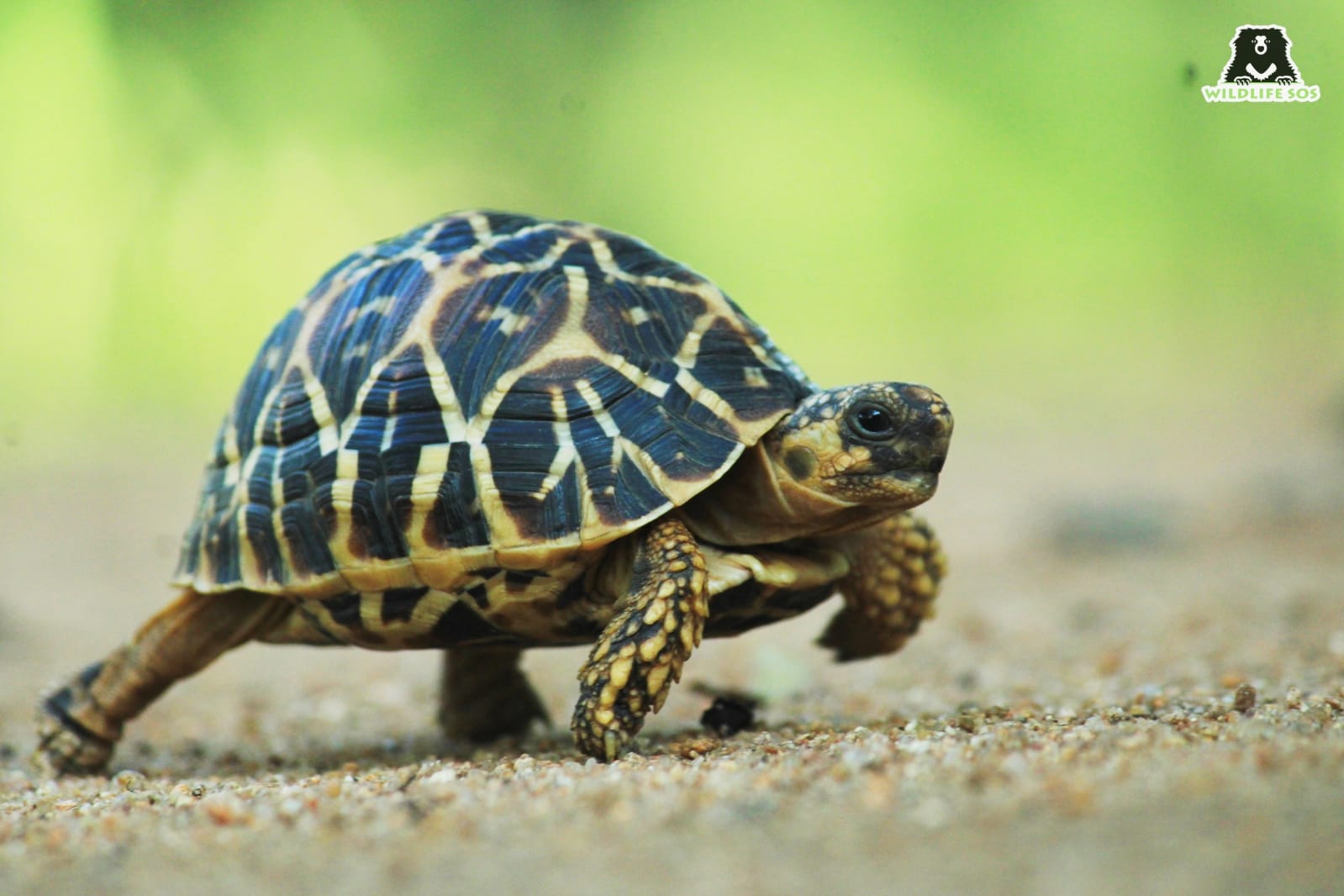 Indian Star Tortoise is protected by CITES due to exploitation and illegal trade