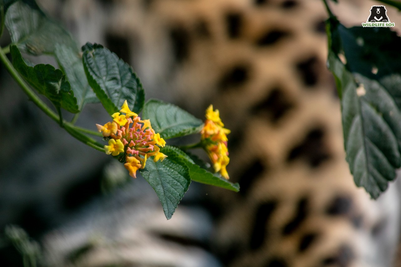 Lantana camara is an invasive plant in India