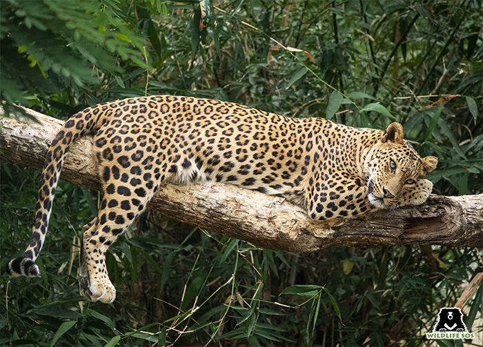 leopard resting