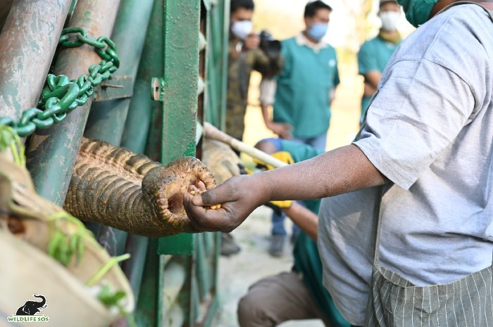 Humane veterinary care of elephants is the need of the hour. Here, you can see the Wildlife SOS caregiver feeding Phoolkali while the veterinarian trims her nails