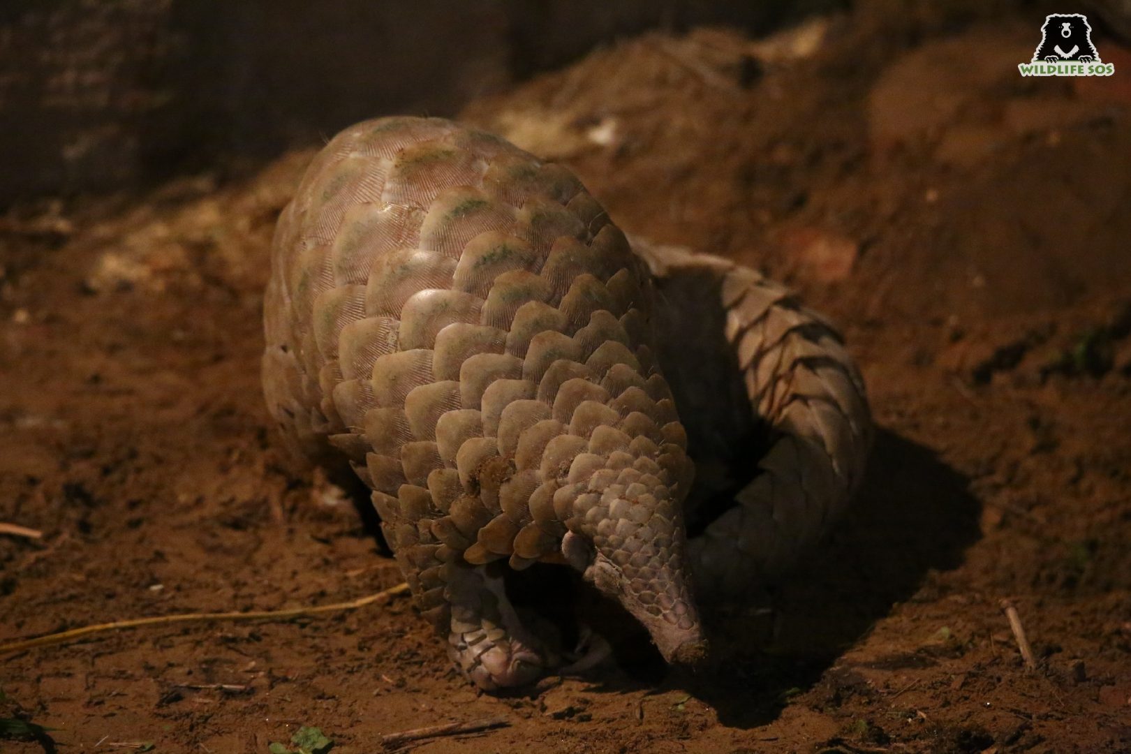 Pangolins are often extracted from burrows by setting traps or smoking out