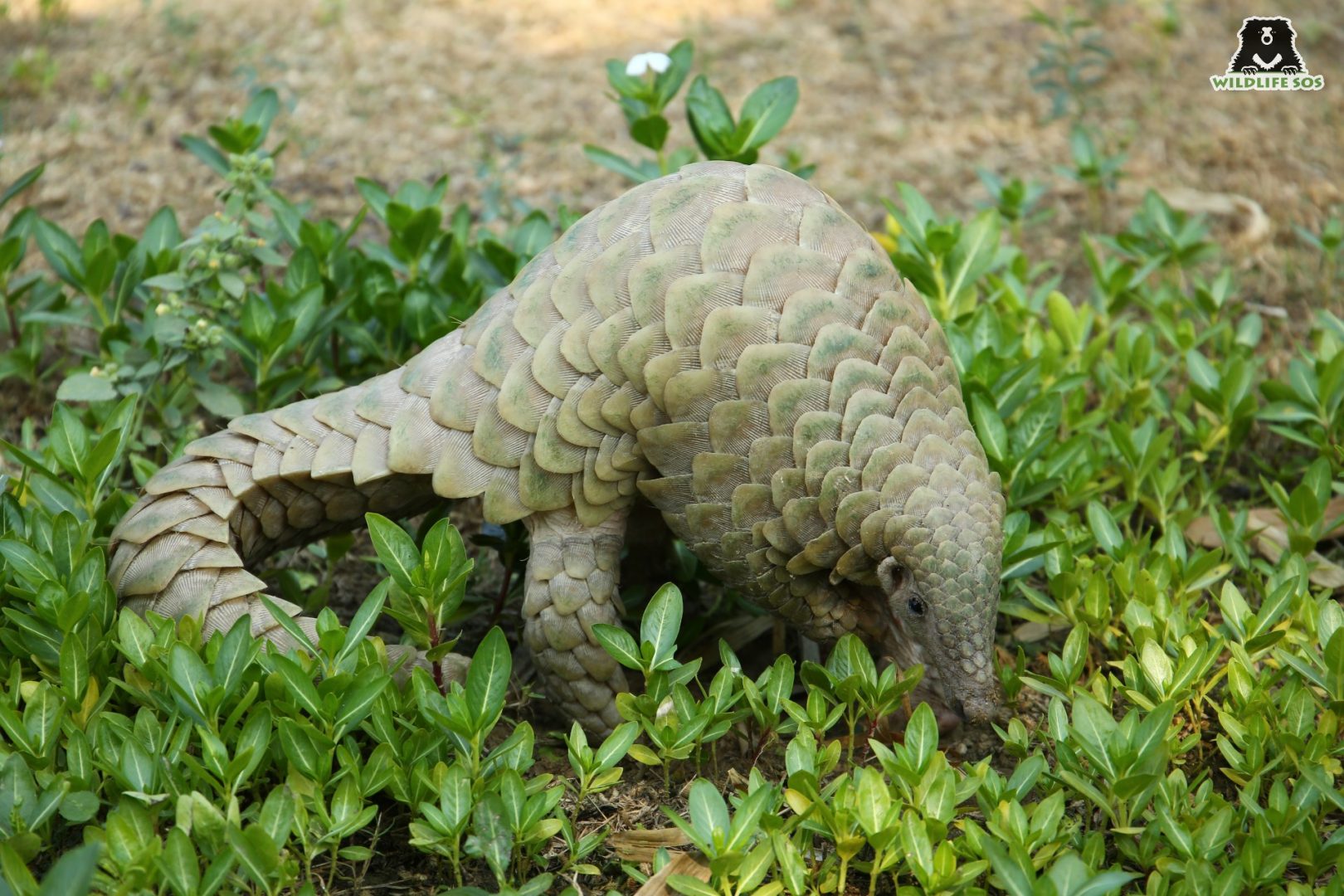 Pangolins are nature's pest control, feeding on ants and termites 