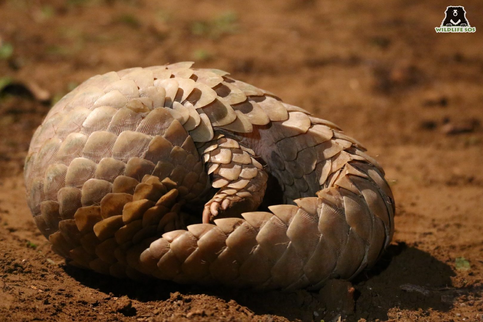 Pangolins roll up in balls to protect themselves from predators
