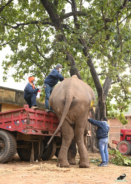 Dr. Pramod stands atop a tractor to dress the wounds on Lakshmi's spine