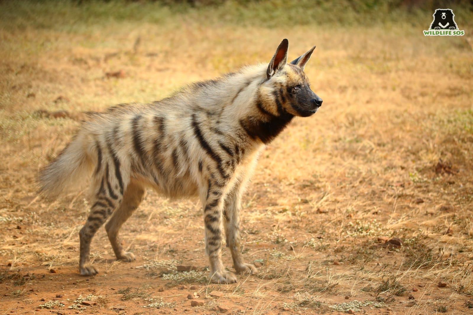 According to WPA Amendment Bill, animals like Striped Hyena can now be declared as vermin and hunted