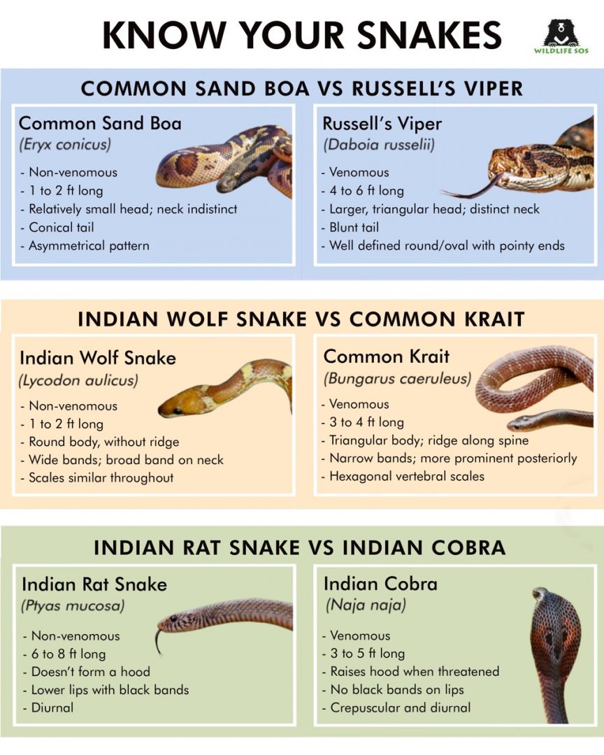 different types of non poisonous snakes