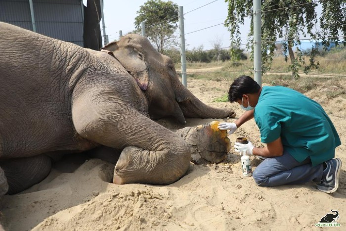 Dr. Rahul does Lakshmi's foot treatment at the Wildlife SOS Elephant Hospital 