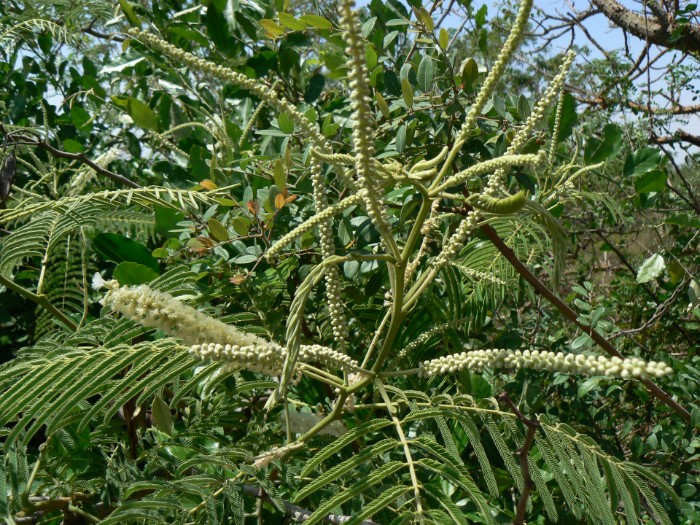 The Changing Landscape of ECCC: Milkweed, Neem, and a Whole Lot of Trees! -  Wildlife SOS