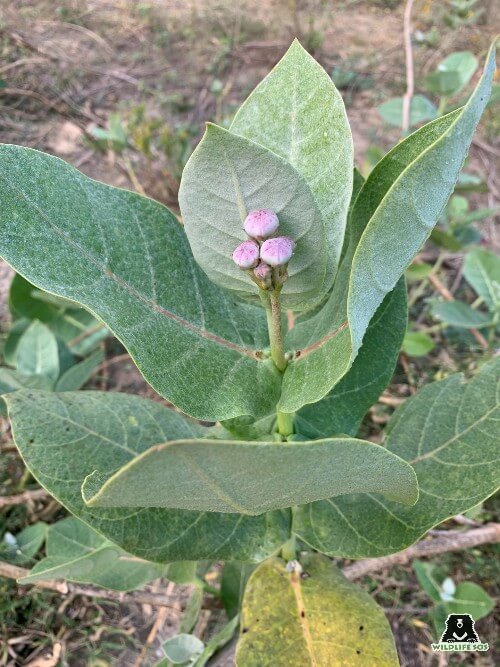 The Changing Landscape of ECCC: Milkweed, Neem, and a Whole Lot of Trees! -  Wildlife SOS