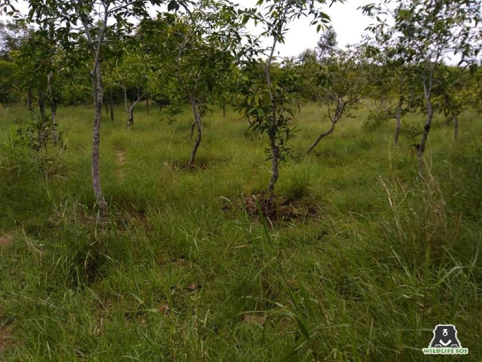 Ramdurga Reserve Forest in the Koppal District of North Karnataka. [Photo (c) Wildlife SOS]