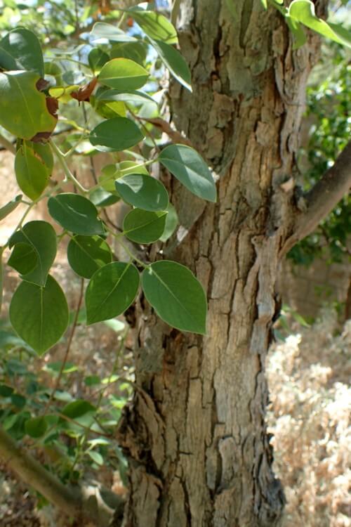 Sheesham Tree Leaf