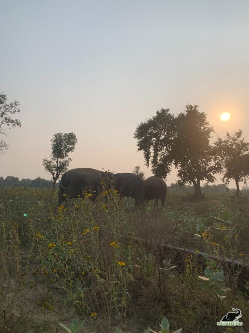 The Changing Landscape of ECCC: Milkweed, Neem, and a Whole Lot of Trees! -  Wildlife SOS