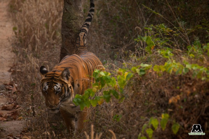 Representational image of a tiger. Animals like tigers should be free to live in the wild but are at a risk of being poached due to demand for their fur. 