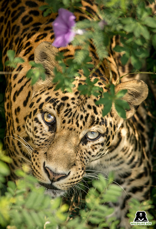 In Memoriam – Lali, The Leopard With The Striking Red Eyes - Wildlife SOS