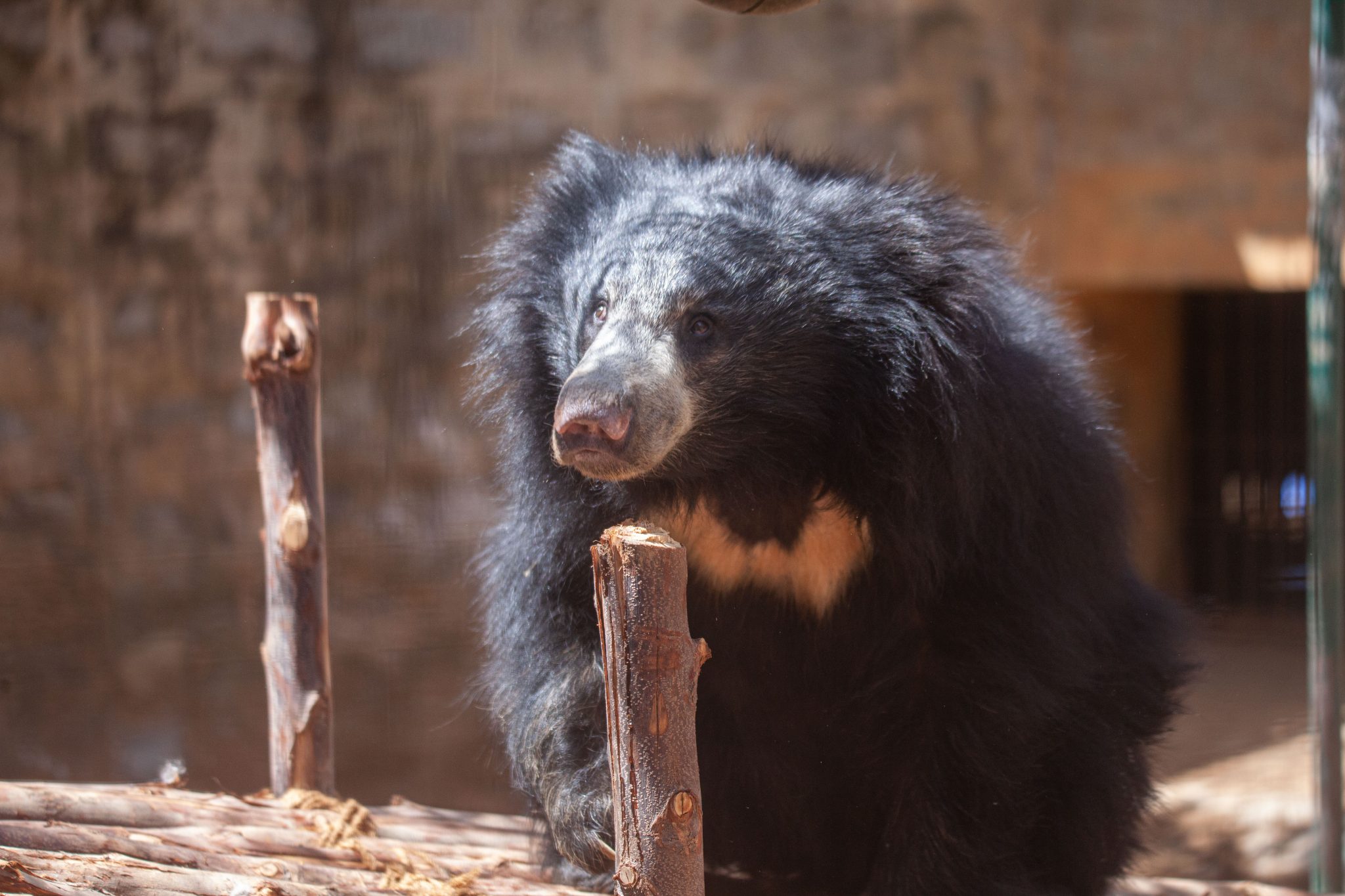 Bear Of The Month - Lallu Master - Wildlife SOS