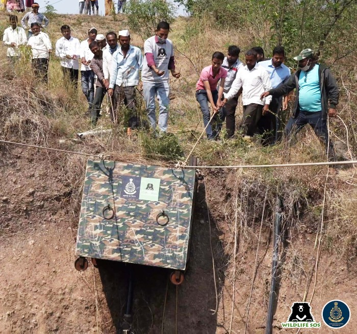 The rescue team, led by Mahendra Dhore, lowered the tap cage into the well to rescue the drowning leopard